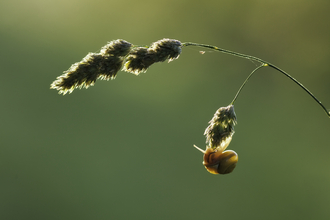 A snail clings to a fluffy grass seed head