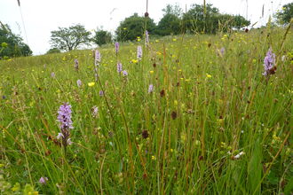 Wildflowers on a sunny day