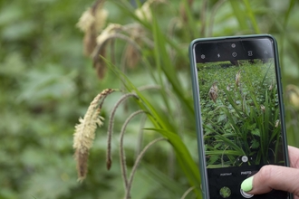 A hand with green painted nails holds a mobile phone in front of a sedge plant to photograph it