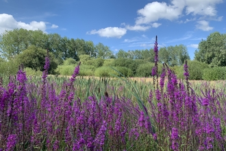 Purple loosestrife in a field lines by trees