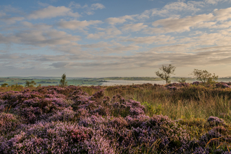 A view over a heather filled landscape with purple flowers. A mist filled valley in the far distance and a blue sky with scattered clouds overhead