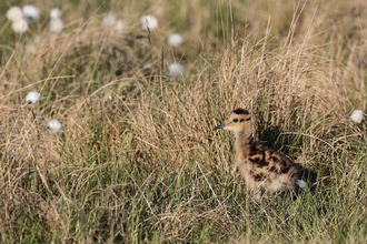 A small fluffy chick with pale yellow down with dark brown patches in among long wispy grasses and cotton grass