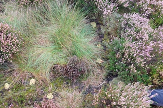 An area of moorland blanket bog with heather plants in flower and several small sphagnum moss plug plants