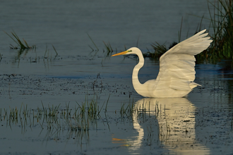 A large white bird with a long sharp yellow bill sits on still water with its wings held up, its reflected in the dark blue water
