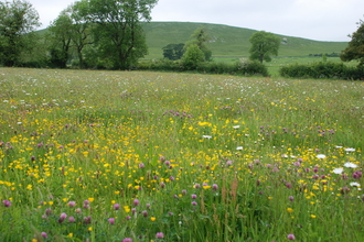 wildflower