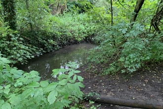 A brook in a wet woodland surrounded by trees