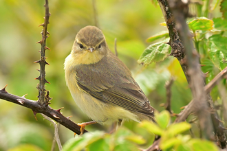 A bird with yellow feathers on its chest and lower face, and pale brown feathers on its back, wings and head its in a tree