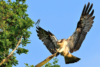 An osprey large bird of prey with white feathers underneath and black wings and tail lands on a branch of a tree with its wings outstretched