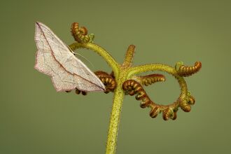 A striking pale white/cream moth with a thin red line across its wings sits on an unfurled fern stem