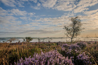 A heather covered landscape with purple flowers and a few small trees under a blue sky studded with light clouds. There is a misty cloud inversion sitting in the valley below.