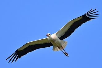 A large white bird with a long orange beak and small black eyes, it has black wing feathers and long legs, flying with it's wings outstretched across a cloudless blue sky