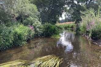 A river runs through a tree line, with reeds growing in the shallow waters.