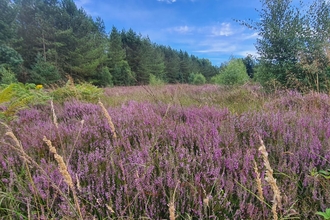 heathland