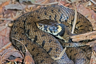 a grass snake is coiled on a pile of leaf litter