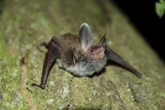 A Bechstein's bat sits on a tree. This very rare bat has a pink face, long ears that are clearly separated at the forehead, reddish-brown fur on its back, and a pale grey belly.