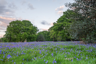 An area of grassland covered with bluebells bordered by mature trees