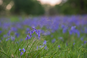 An area of grassland covered with bluebells bordered by mature trees