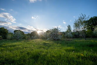 An area of scrub (hawthorn bushes and trees) with grassland with a low setting sun and blue sky