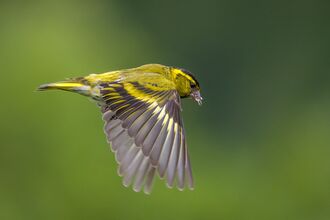 A bright yellow bird with black/grey markings on its wings in mid flight with its wings stretched down carries seeds in its mouth. It flies against a blurred green background.
