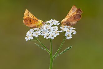 Two moths feed on a white flower against a green background. One moth is yellow and the other is a yellowy brown colour.