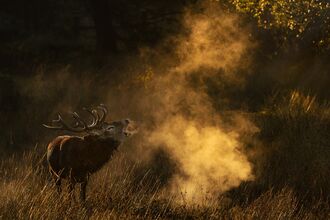 A red deer stag stands among long grass/trees and calls out with his breath making mist in the cold air. The deer is a large mammal with red/brown fur and large antlers.