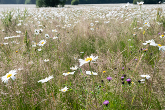 A summer field of oxeye daisies and purple thistles