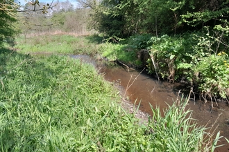A streams cuts through a landscape covered in tall grasses and foliage.