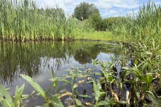 A pond surrounded by lush green foliage.