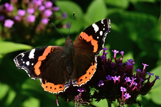 A Red admiral butterfly which is mainly black with some white and red markings/stripes across it's wings. It sits on a pink flower.