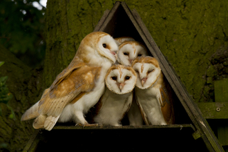 Four owls sitting together in a tree box.