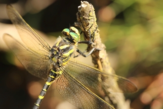 A large dragonfly resting on a twig. It has a golden and black banded body and green 'eyes'