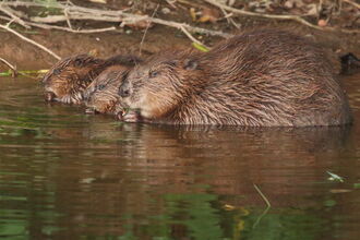 Beaver and kits on River Otter