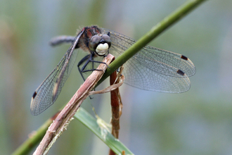A white-faced darter dragonfly perched on a branch.