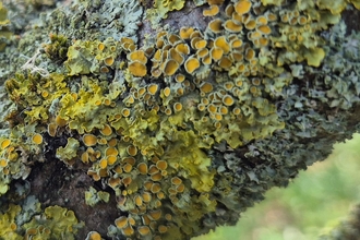 An area of potted lichen covering a branch. It grows in green/yellow hues