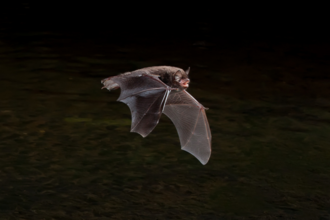 Daubenton's Bat flying over a weir.