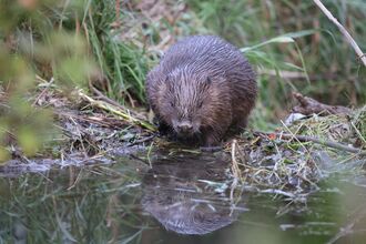 A beaver perched at the side of a river bank.