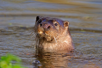 An otter's head poking out of the water.