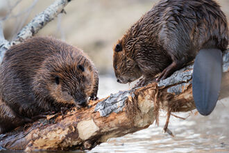 Two beavers balancing on a log.