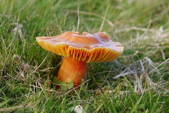 close up picture of a crimson waxcap fungi surrounded by green grass
