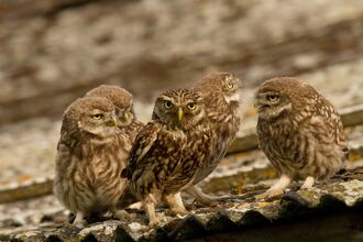 Five small owls sitting on a corrugated roof, with one looking directly to camera.
