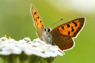 A small copper - identified by their bright orange forewings with dark brown spots - perched on a white flower.