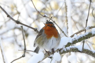 A robin sits with puffed up feathers on a snow covered branch.