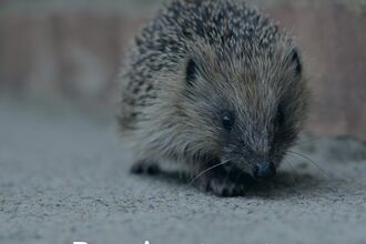 hedgehog next to brick wall with the words 'Promises to nature under threat'