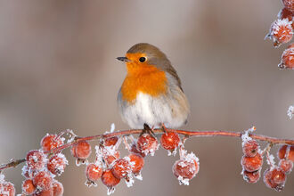 A robin perches on a frosty branch of berries