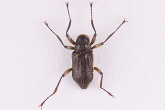 A close up detailed image of a brown beetle with 6 long legs