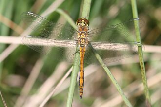 A orange/yellow bodied dragonfly rests on a blade of grass