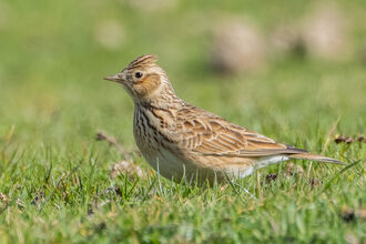 skylark sitting in green grass