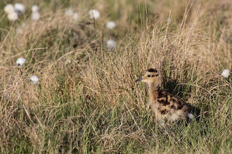 A curlew chick, which is small and downy. Its feathers are mottled brown and grey.