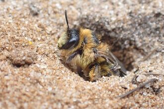 A tawny mining bee, which is ginger-coloured bee, burrowing in the ground.
