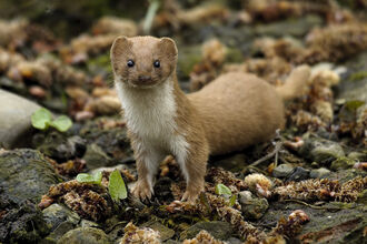 A weasel, which has a russet-brown back, and a creamy white throat and belly. 